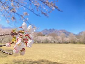 休暇村周辺🌸桜情報🌸