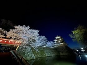 高島公園の桜