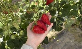いちご狩りへ行こう🍓