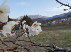 奥大山の春を見つけました♪
