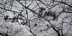 館山城・城山公園　桜がキレイです♪