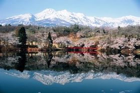 桜情報【松が峯の桜】
