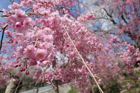 のんびり観光できる花高原