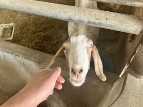 動物と触れ合える「フェアリーテイル」