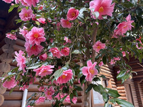 奥武蔵周辺　咲いて来ました✿