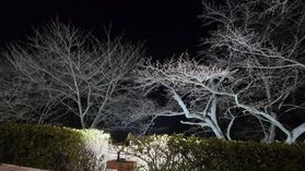 ソメイヨシノライトアップ✨