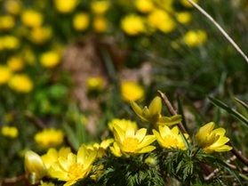 【開花状況】春の使者《福寿草》