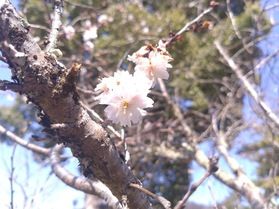 城崎へ夜桜見学はいかが