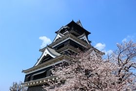 熊本市、「開花宣言」🌸
