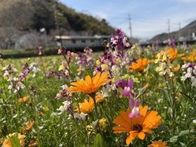 松崎町花の名所「田んぼをつかった花畑」