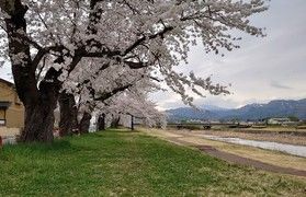 オススメの桜スポット
