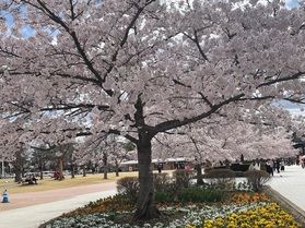 昨年の桜②【郡山:開成山公園】