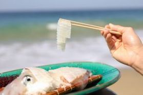 絶対食べて欲しい!活きイカへの愛を語るブログ
