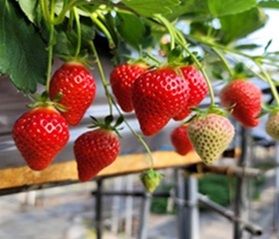 愛情たっぷりの絶品フルーツ！🍓