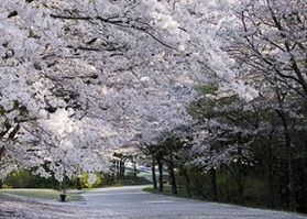 春の訪れ♪とっとり花回廊「桜まつり」開催