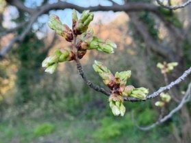 Spring has come ~越前三国の桜~