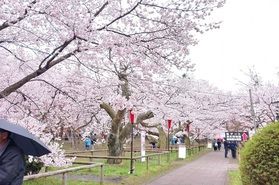 長野県の桜の開花はいつですか？