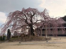 南信州の桜名所をサキドリ☆<br>飯田【麻績の里 舞台桜】