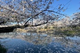 桜スポット『ひょうたん池』