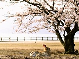 広島県宿泊税のお知らせ&最新『桜』情報をお届け♪
