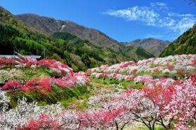 花桃の里🌸
