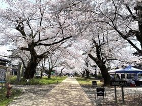 今年はどこ行く！？<br>庄内の桜まつり情報🌸°˖✧