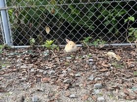 子うさぎの季節到来♪&4月オフピーク旅期間のご案内