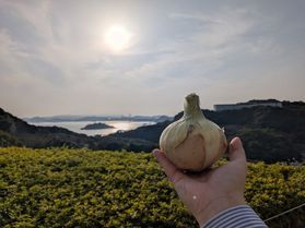 「新玉ねぎ」の季節が到来