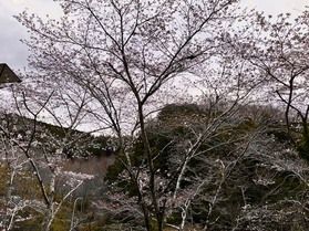 ✿桜開花情報✿