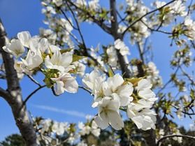 園地の桜開花状況(3/29時点)