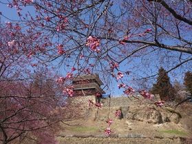 上田城千本桜まつりと現在の開花状況