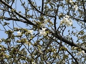 休暇村越前三国 桜リアルタイム開花速報