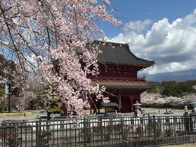 大石寺の桜が満開！！