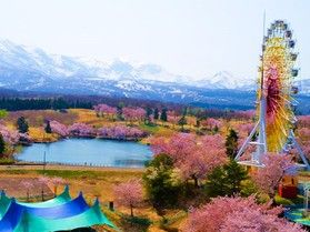 \春の体験プログラム/<br>🌸松が峯桜さんぽ🌸