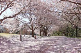 とっとり花回廊『桜』情報について