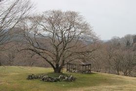 休暇村帝釈峡【2026🌸桜🌸開花情報】③