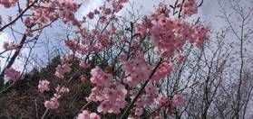 桜の開花情報！