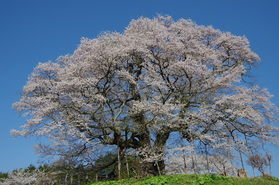 蒜山高原周辺桜開花情報２０２６