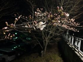 2026 桜開花速報！！