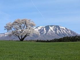 盛岡の桜の開花はもう目前？