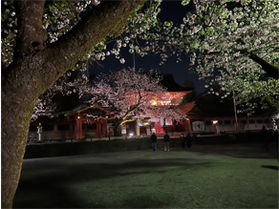 浅間大社の幻想的な夜桜