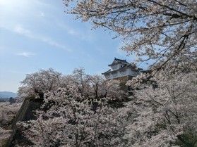 大阪方面からお越しなら「鶴山公園」の桜がおススメ!