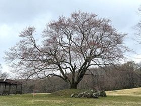休暇村帝釈峡【2026🌸桜🌸開花情報】④