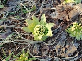 新年度もよろしくお願いいたします