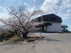 五色台では桜がきれいに咲いてます