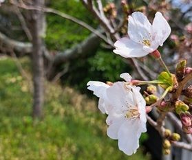 休暇村紀州加太 桜の開花状況 4/1