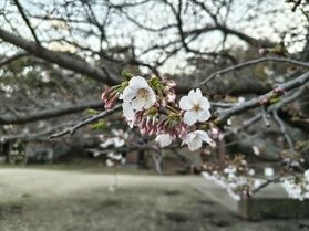 【春の旅行は大久野島へ!】桜&子うさぎ情報