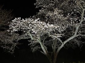 夜桜🌸ライトアップ✨