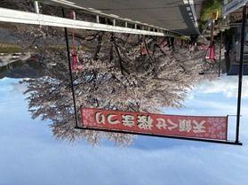 近隣地域の桜が開花しています♪