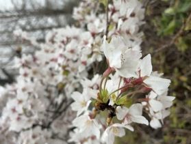 🌸桜情報🌸